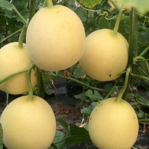 Zhongke Maohua Melon Fruit Seeds Maohua Sweet Fei Sweet Melon Seeds Northeastern Hybrid Jin Fei Cantaloupe Oval Sugar Contains 16-18 Degrees Yellow Crisp Pears 500 capsules/bag Yellow skin crack-resistant type