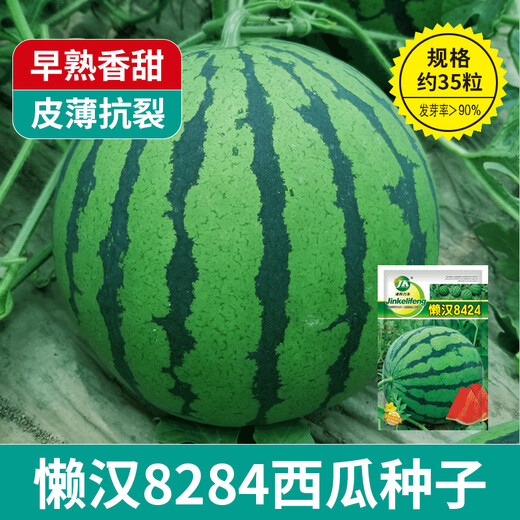 Meidu 8482 Kirin Watermelon Seed Collection Lazy Man Sweet King Seedless High Yield Balcony Small Southern Vegetable Seed Lazy Man 8424 Watermelon About 35 Pieces Original Activity