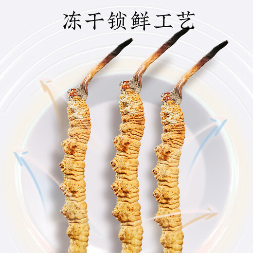 Tongrentang marca liofilizada de hierba rota 20g Cordyceps sinensis Regalos rentables para el Día del Padre Tónicos nutricionales para los ancianos