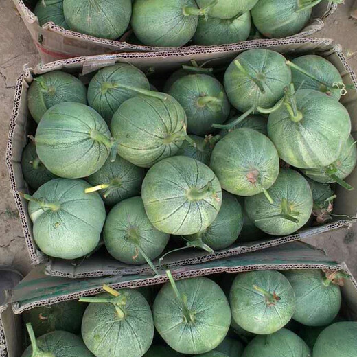 Zhongke Maohua Fruit Seeds Green Fragrant Fei Melon Seeds Emerald South Korea Emerald Green Jade Green Skin Green Flesh Melon Seeds Lv Xiangfei 50 capsules/bag Trial Pack-Super Sweet Type