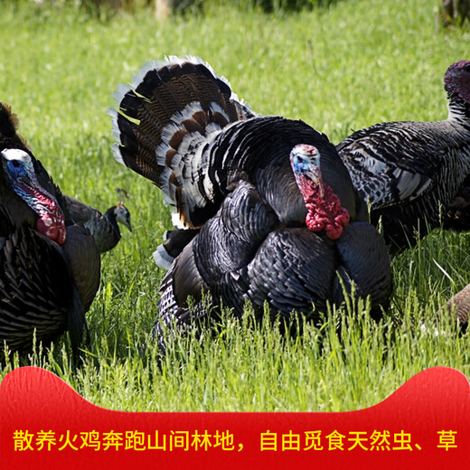 Legs de pavo ahumado (Lashidie) Jiangxi Fenyi Specialty Farm Raising Raising tradicional Smoked 701G-750G (aproximadamente 1.4 Jin [Jin equivale a 0.5 kg] -1.5 Jin [Jin iguala 0.5 kg])*1