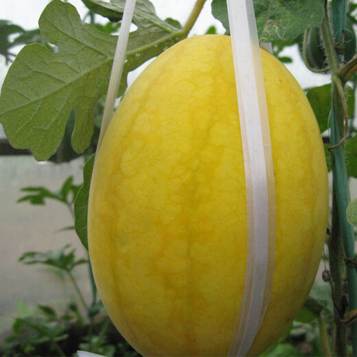 Long-cultivation, early-maturing Golden Beauty watermelon seeds, southern spring and four seasons yellow-skinned, red-fleshed watermelon seeds, balcony potted fruit seeds, Golden Beauty Watermelon 1g