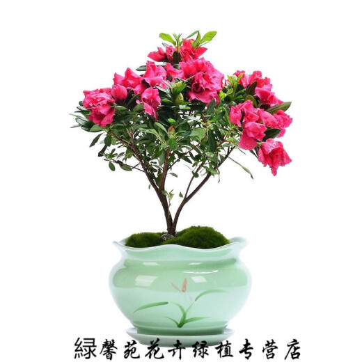 憶芗韩画青瓷多肉蝴蝶兰专用花盆带托盘号陶瓷简约吊兰绿植兰花盆 梅青719+托盘864 大