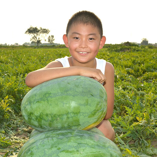 Zhongke Maohua Lazy Man Zhizunbao watermelon seeds, no pruning, no forking, low temperature resistant large fruit watermelon seeds, home gardening potted plants Lazyhan Zhizunbao 100g/box, low temperature resistance, no pruning required