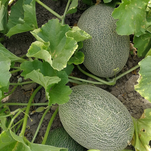 Zhongke Maohua Emerald Croissant Honey Melon Seed Pomeranian 61 White Sand Honey Oriental Honey Combination Home Gardening Balcony Potted Plant Zhongke Honey No. 1 20 capsules/bag Home Gardening