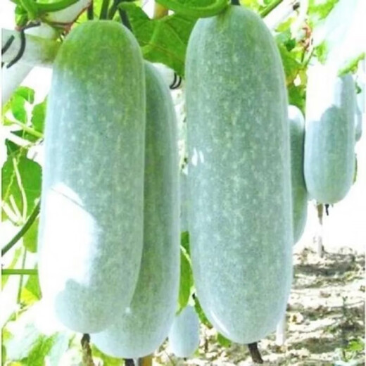 Hairy melon seeds are easy to sow in all seasons. Winter melon seeds are grown in fields and courtyards. Hairy melon vegetable seeds are easy to sow. Winter melon simple pack 70 capsules