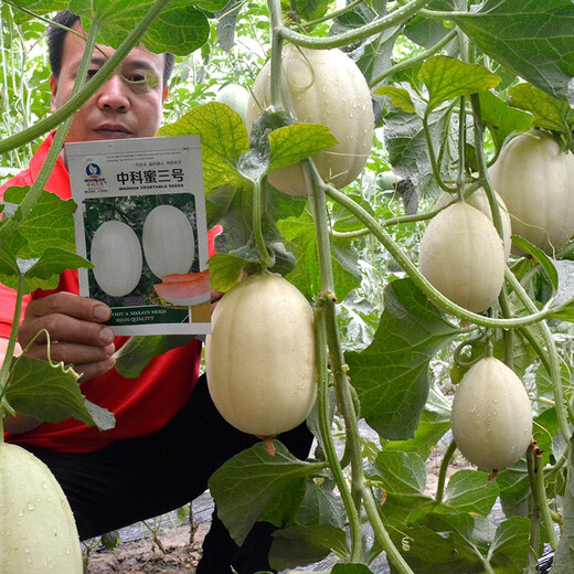 Zhongke Maohua Emerald Croissant Honey Melon Seed Pomeranian 61 White Sand Honey Oriental Honey Combination Home Gardening Balcony Potted Plant Zhongke Honey No. 1 20 capsules/bag Home Gardening