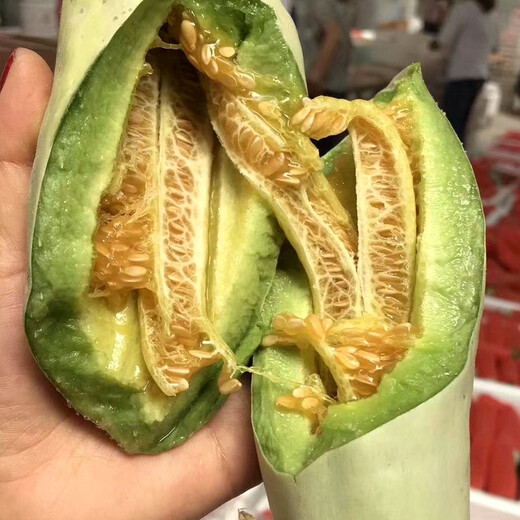 Zhongke Maohua Emerald Croissant Honey Melon Seed Pomeranian 61 White Sand Honey Oriental Honey Combination Home Gardening Balcony Potted Plant Zhongke Honey No. 1 20 capsules/bag Home Gardening