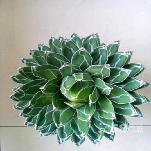 Agave Family Series von Schnee, verheißungsvolle Kronbrokade fünf Farben und andere saftige Pflanzen Gartenpopfpflanzen Maikele Ji Luanxue 12-15 cm