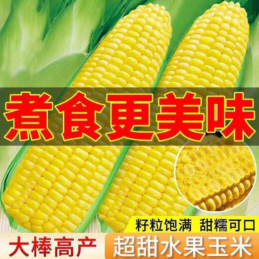 Sweet and crispy fruit corn seeds, big sticks, early-maturing, fragrant and super-sweet corn, eaten raw in all seasons, field planting seeds, high-quality fruit corn seeds, newly planted in season - 5 packs, about 500 grains