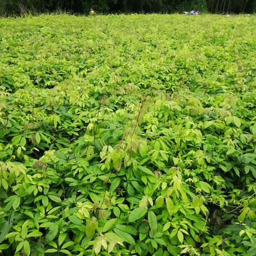 Qiuying September yellow sapling seeds, cow egg lump seedlings, August melon seedlings, five-leafed tree seedlings, wild golden bananas, September yellow seedlings, 2 large seedlings, 30-50cm