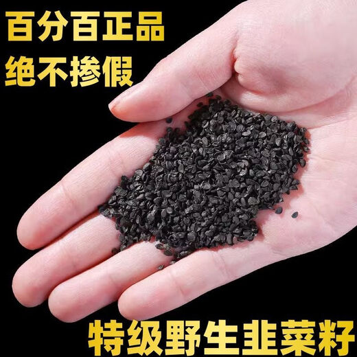 Peking Tongrentang Qualität gekochtes Schnittlauch authentische gebratene Schnittlauch Samen chinesische Kräutermaterial