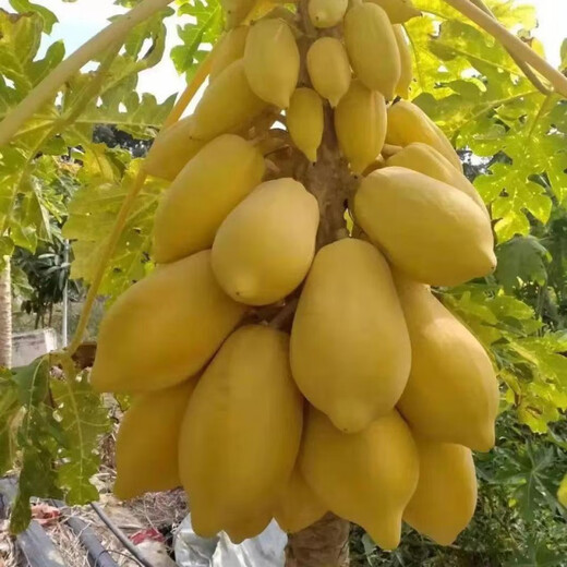 Hawaiian Golden Cream Papaya Seeds, suitable for both field and potted plants, high germination rate, 100 capsules/pack of fruit seeds, Hawaiian Cream Papaya Seeds, 20 capsules