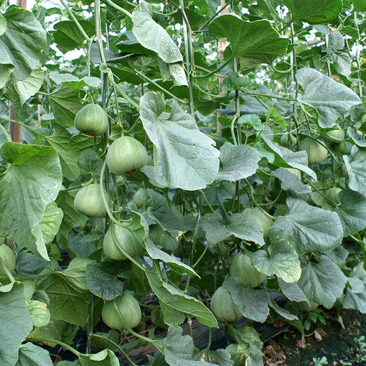 Zhongke Maohua Fruit Seeds Green Fragrant Fei Melon Seeds Emerald South Korea Emerald Green Jade Green Skin Green Flesh Melon Seeds Lv Xiangfei 50 capsules/bag Trial Pack-Super Sweet Type