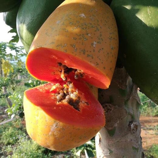 Papaya seeds Hainan red heart papaya rock sugar papaya papaya seeds balcony courtyard potted fruits and vegetables for four seasons sowing papaya seeds 50 capsules