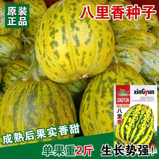 Balixiang Piaoxiang Melon Seeds Complete Collection of Southern and Northern Specially Sweet Melon Seeds Early-maturing and High-yielding Sweet Melon for All Seasons Balixiang Seeds/Pack About 100 capsules 1 pack