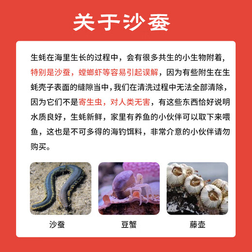 Fresh Jingcai Fresh Oysters 4XL Net weight 5Jin Jin is equal to 0.5kg 10-13 oysters delivered fresh to your home Fresh seafood straight from the source