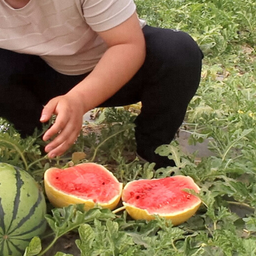 Shouhe yellow flesh watermelon seeds yellow heart gift type yellow flesh Shouguang melon winter and spring home garden melon seeds yellow skin red flesh watermelon seeds 10 capsules