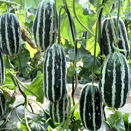 Zhongke Maohua Emerald Croissant Honey Melon Seed Pomeranian 61 White Sand Honey Oriental Honey Combination Home Gardening Balcony Potted Plant Zhongke Honey No. 1 20 capsules/bag Home Gardening