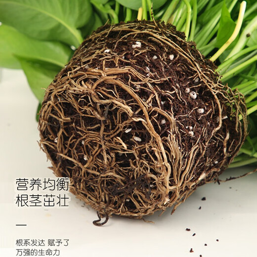 Green intentional potted potted indoor plants, flowers, green plants, hydroponics, long vines, hanging large-leaf green baskets for new homes, formaldehyde removal for new homes, 120 original pots for water storage, 10 pots + pot + 10 fertilizer, shipped with pots and soil