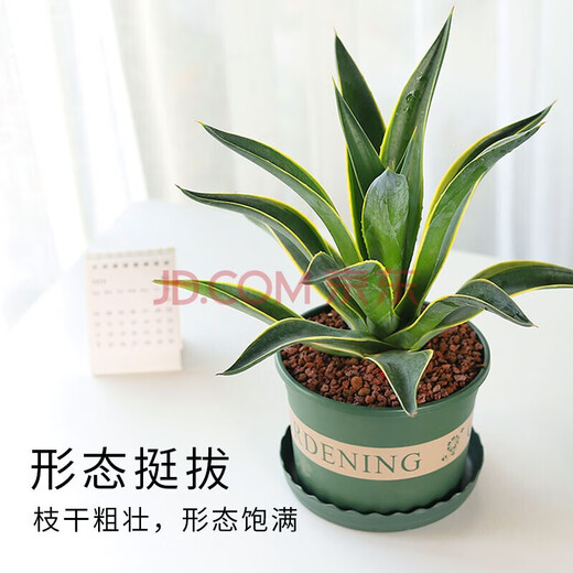 达泽侠龙舌兰盆栽室内大株多肉植物大颗老桩巨型稀有品种花卉树苗好养活 龙舌兰-多肉[原袋盆]