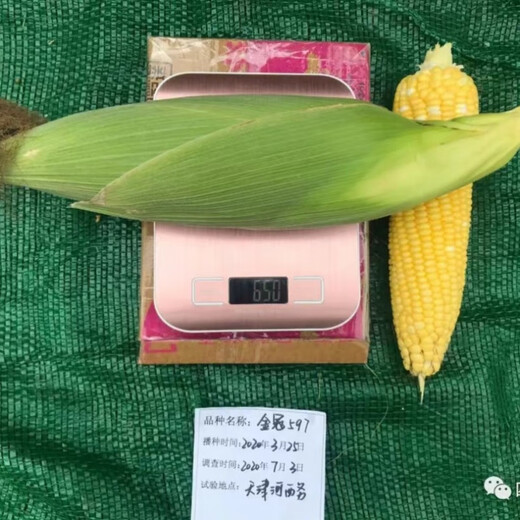 Wangyuanxing Golden Crown 597 corn seed big stick fruit corn super sweet sunflower sweet corn seed 400g can Golden Crown 597 5 cans