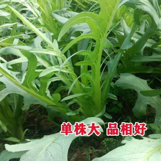 New seeds on the market New Zealand imported sweet wheat rapeseed oilseed rapeseed four-season vegetable seeds collection sweet potato flower bud seeds high germination rate original factory packaging 1 pack of about 1088 new seeds