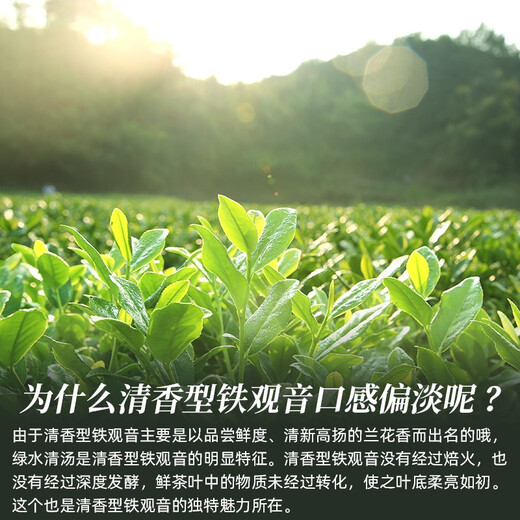 惠聚春秋 铁观音 茶叶2025新茶春茶特级清香型安溪乌龙茶中秋礼盒装500克 500g