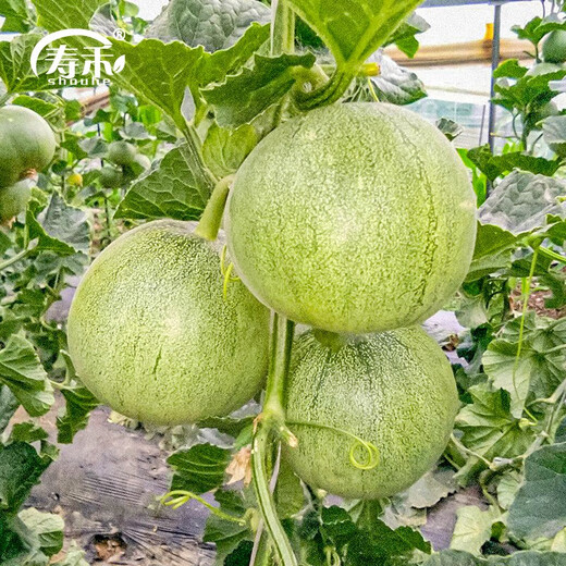 Shouhe Xinjiang Hami Melon Seeds Southern and Northern Early Maturing Super Sweet Xiangfei Reticulated Honeydew Melon Tokyo Crispy Treasure Melon Seeds 2g