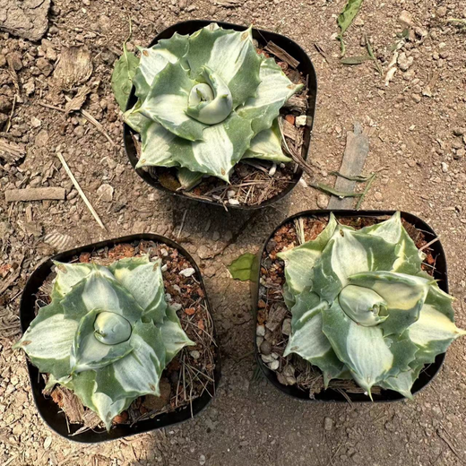 Yingyu Huayuan Princesa Thor mancha blanca Pequeña planta en maceta de suculentas de la familia agave, las flores y las plantas mutantes son fáciles de cultivar, la princesa Cuihua Palm 3-4 cm [3 macetas