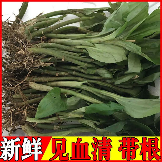 Fresh Jianxue herbal Chinese herbal medicine Jianxueqing Chinese herbal medicine sheep ear garlic good site wholesale seedlings potted plants fresh 4Jin Jin equal to 0.5kg simple packaging