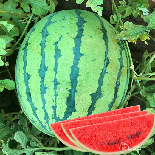 Yuhenong Special Sweet Watermelon Seeds Southern Spring 8424 Kirin Melon Pot Planting Rock Sugar Kirin Watermelon Seeds 30 capsules