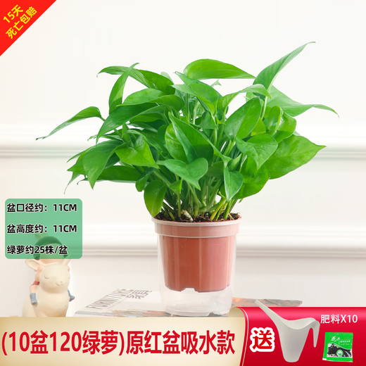 Green intentional potted potted indoor plants, flowers, green plants, hydroponics, long vines, hanging large-leaf green baskets for new homes, formaldehyde removal for new homes, 120 original pots for water storage, 10 pots + pot + 10 fertilizer, shipped with pots and soil