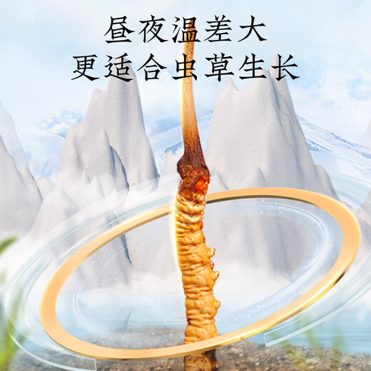 Tongrentang marca liofilizada de hierba rota 20g Cordyceps sinensis Regalos rentables para el Día del Padre Tónicos nutricionales para los ancianos