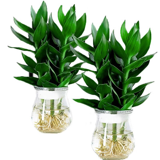 Green Intentional Guanyin Bamboo Rich Bamboo Hydroponic Plants Flowers with Roots Green Plants Pothos Indoor Potted Plants Transfer Bamboo Water for Good Growth 3 Guanyin Bamboo Trees with Roots (Simple Cup) + Nutrient Solution