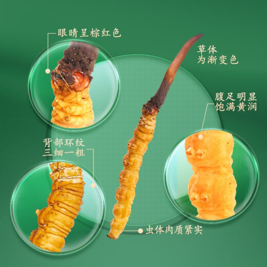 圣迪康藏2025年头茬新鲜冬虫夏草鲜虫草冷鲜空运送礼自用滋补礼品 1.0克/根  20根装