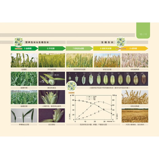 Illustration of wheat