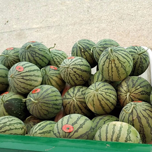 Zhongke Maohua vegetable and fruit seeds Xiyu Zaojia 8424 watermelon seeds Xinjiang 8424 Kirin watermelon seeds high purity Xiyu Zaojia 8424-1000 capsules/box