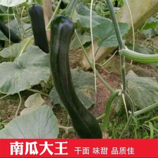 Pumpkin King Seeds Super Sweet Big Hanging Melon Black Wolf Long Pumpkin Stable Yield of Vegetables Four Seasons Spring Garden Vegetable Seeds Pumpkin King Seeds Original 2 Packs About 50 Tablets