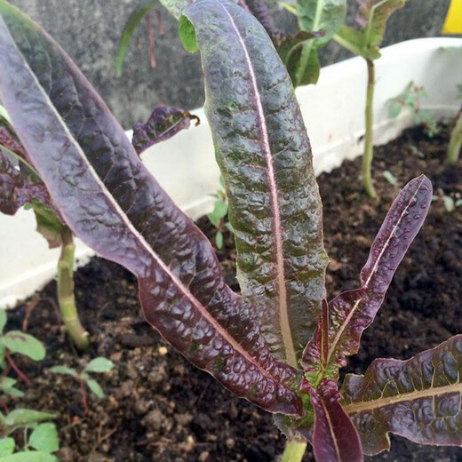 Shouhe lettuce seeds purple and easy to sow on the family balcony in spring and winter sowing vegetables for four seasons in Guangdong fields Shouhe red lettuce seeds 50g original