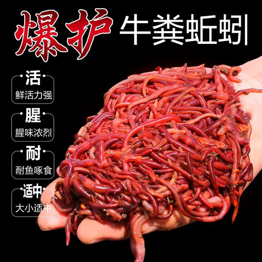 Yuyongji (YUYONGJI) live earthworm bait, fresh red worm fishing bait, crucian carp, carp, wild fishing black pit fish feed, nest making feed, fish food, live earthworms, 1 box (currency)