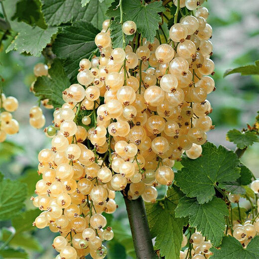Gooseberry saplings, potted fruit seedlings, wild berries, patio balcony planting pots, 30 red currant seeds