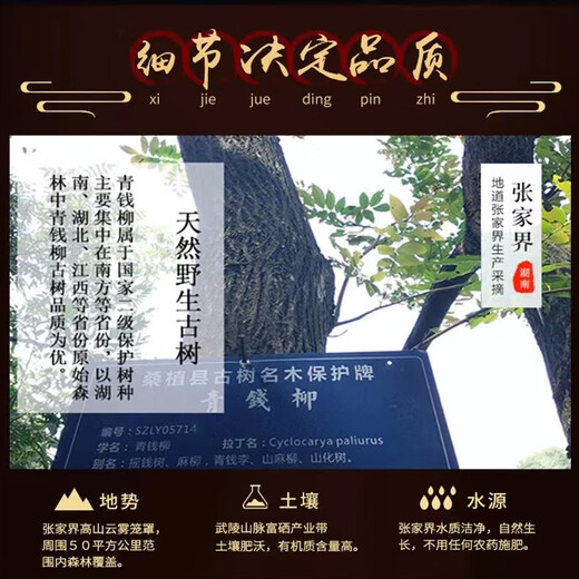 Yang Yuqingtang Té Qingqianliu cultivado en la naturaleza auténticos brotes de té Qingqianliu sin azúcar Qianqianliu grado especial Zhangjiajie hojas originales hojas jóvenes paquete de prueba de 50 g