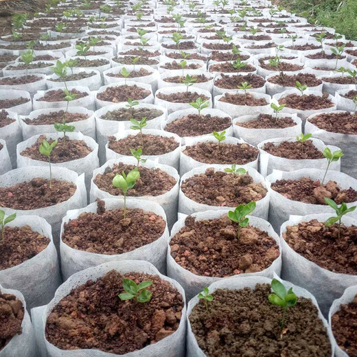海斯迪克 无纺布育苗袋 可降解免脱袋营养钵 一次性育苗盆 18*20装土直径11高14cm(100个) HKL-1105