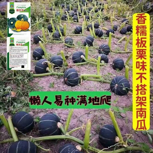 Green Beibei pumpkin seeds crawling all over the ground are easy to plant without scaffolding. Sweet chestnut flavor and stable yield pumpkin seeds are sown in all seasons. Green Beibei pumpkin seeds, original 28 capsules.