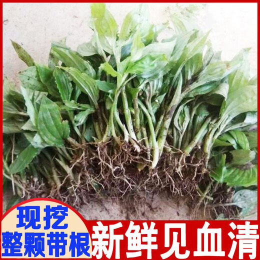 Fresh Jianxue herbal Chinese herbal medicine Jianxueqing Chinese herbal medicine sheep ear garlic good site wholesale seedlings potted plants fresh 4Jin Jin equal to 0.5kg simple packaging