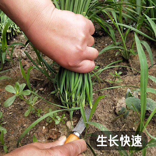 Fengming Yashi Shandong fine-leaf leek farmhouse old variety leek family balcony four-season vegetables small fine-leaf leek seeds 10g