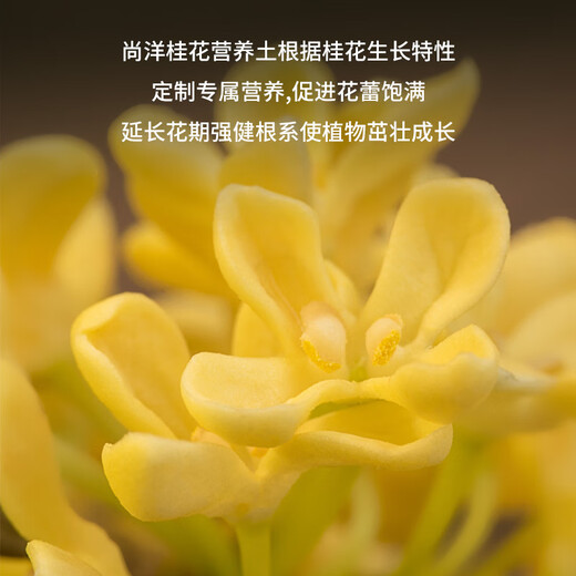 Shangyang Osmanthus special nutrient soil 15L gardening green plant vegetable soil flower soil potted planting soil organic soil