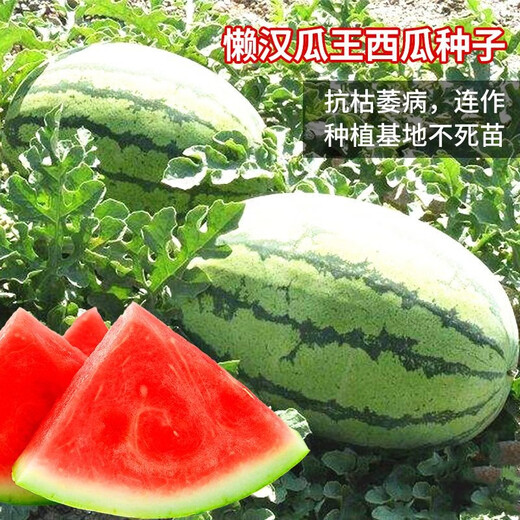 Lazy Man King Watermelon Seeds Large Watermelon Seeds Easy-to-Plant Fruits and Vegetables Seeds in Spring and Summer Fields Lazy Man King Watermelon Seeds 2 Packs About 60 Tablets