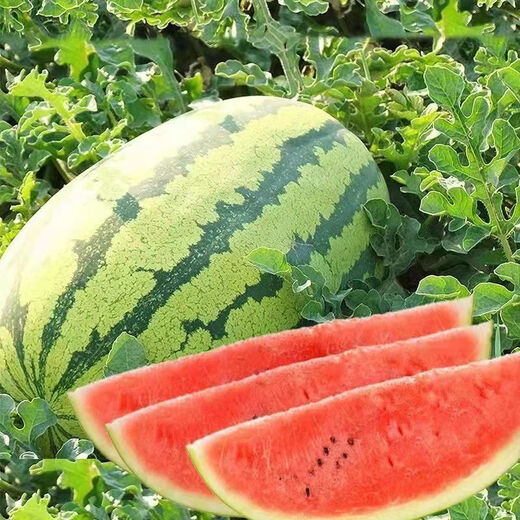 Lazy Man Watermelon, early maturing, stable yield, heat-resistant and drought-resistant, crispy and sweet, open-air garden courtyard original easy-to-grow melon seeds, Original Lazy Man Watermelon 100 capsules